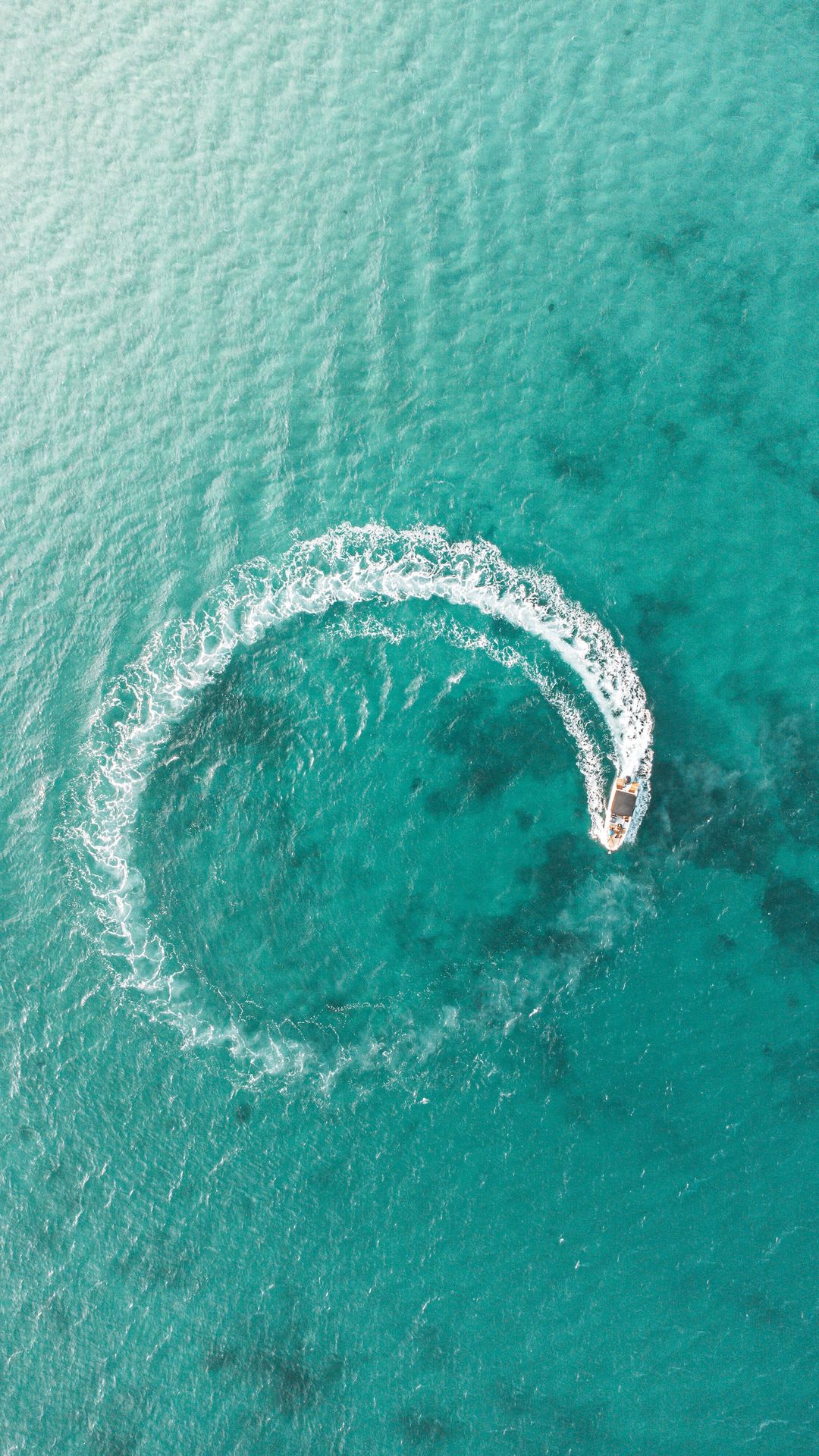 a whale in the water